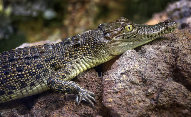 Vista lateral de crocodilo jovem em rochas, foco seletivo — Fotografia de Stock