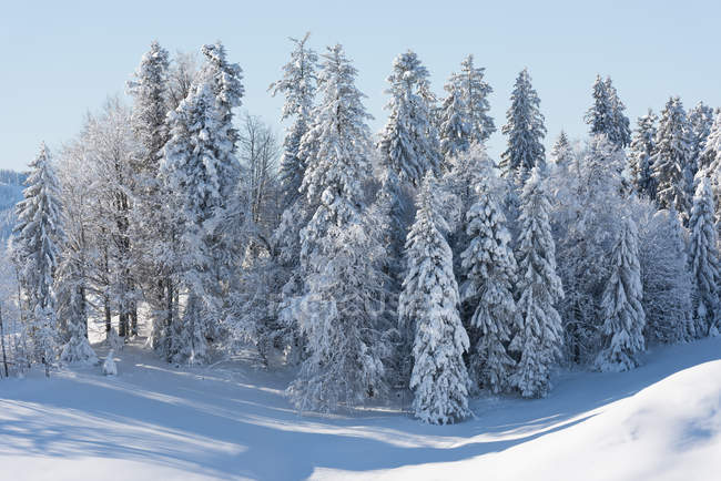 Malerischer Blick auf schneebedeckte Tannen, Hemberg, St. Gallen, Schweiz — Stockfoto
