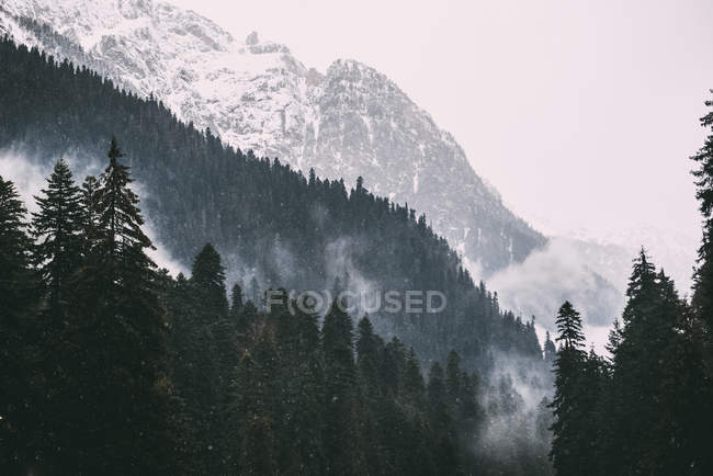 Горы и лес в тумане, Домбай, Республика Карачаево-Черкесия, Россия — стоковое фото