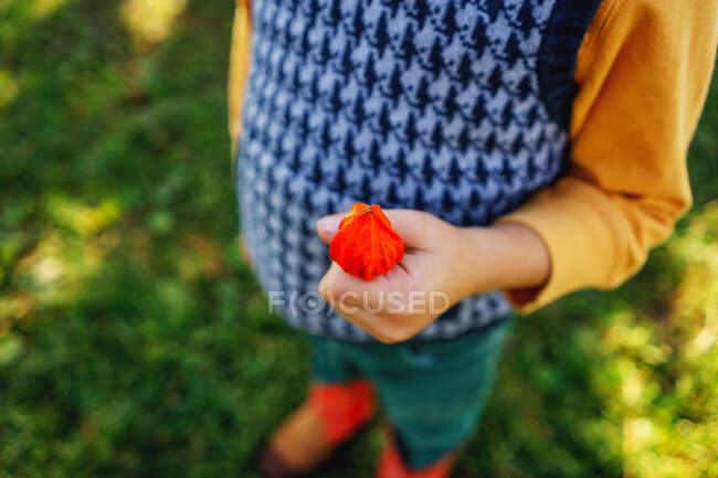 Junge mit einer Orangensaatschote einer chinesischen Laternenpflanze — Stockfoto