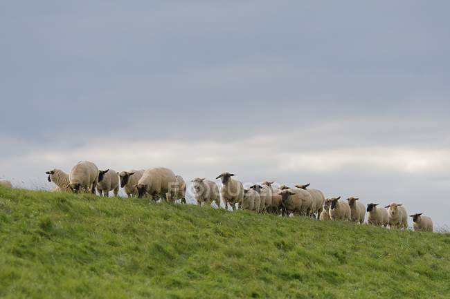 Живописный вид Стада овец в поле, Гандерсум, Нижняя Саксония, Германия — стоковое фото