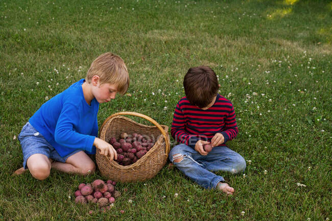 Two boys with a basket of freshly picked potatoes — Stock Photo