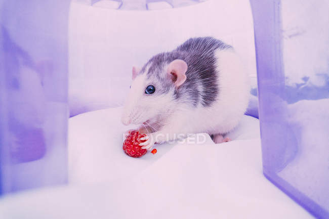 Pet rat eating a raspberry — Stock Photo