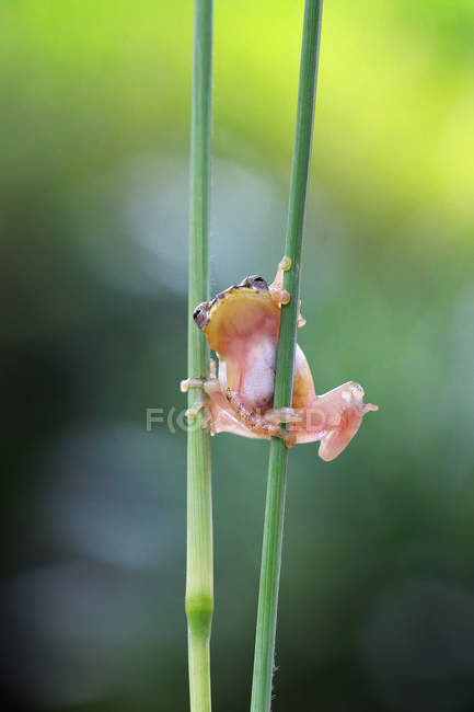 Laubfrosch klettert auf eine Pflanze, verschwommener Hintergrund — Stockfoto