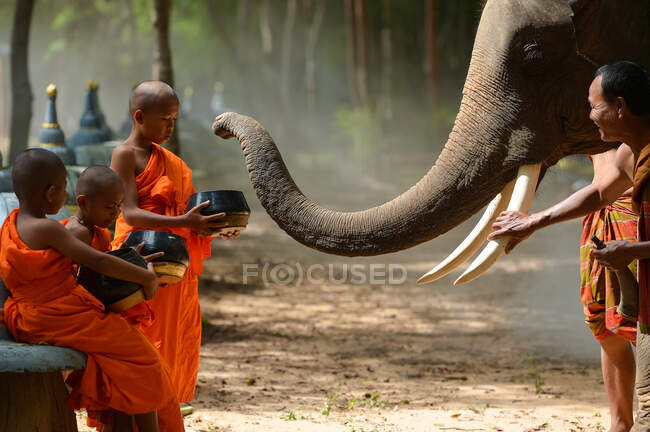 Слон и монах, Сурин Таиланд — стоковое фото