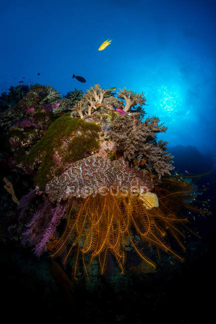 Vue panoramique sur les récifs coralliens, parc naturel des récifs de Tubbataha, Philippines — Photo de stock