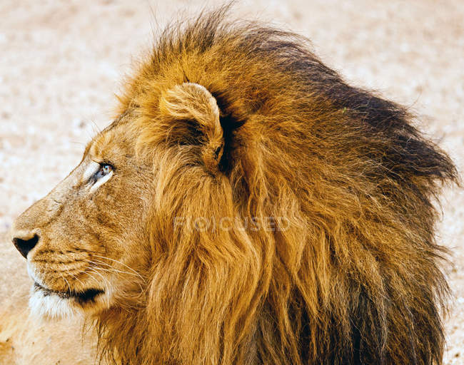 Ritratto di maestosa testa di leone maschio — Foto stock