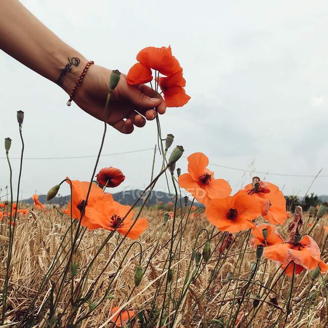 Woman picking a poppy from field of poppy flowers — Stock Photo