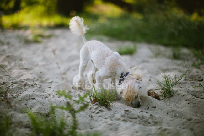 White poodle on the beach, closeup view — Stock Photo