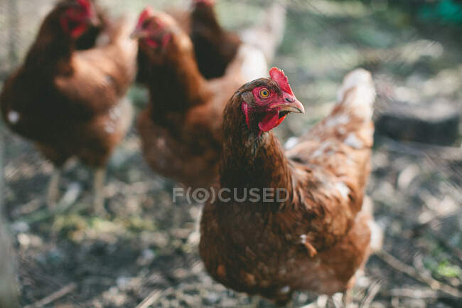 Primer plano de los pollos - foto de stock