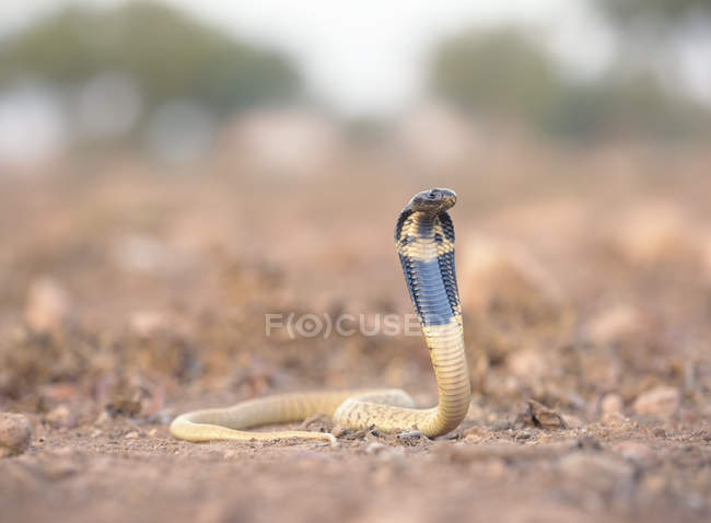 Чёрная кобра на земле, избирательный фокус — стоковое фото