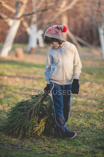Boy dragging Christmas tree rear view — Stock Photo