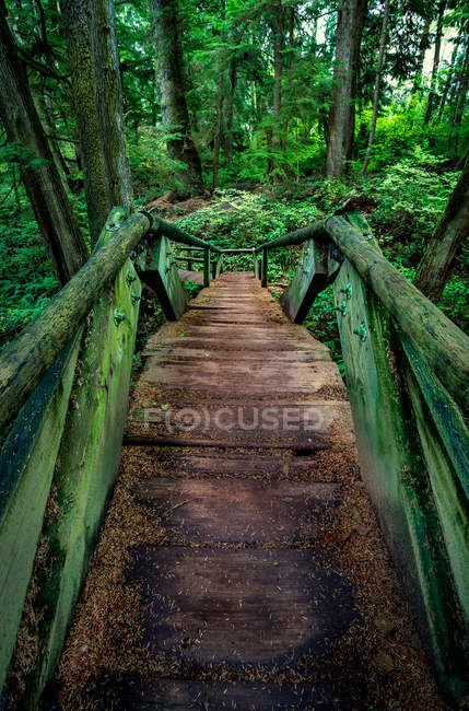 Vista panoramica del Ponte e sentiero attraverso la foresta — Foto stock
