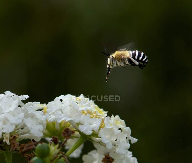 Bee hovering over a flower, selective focus macro shot — Stock Photo