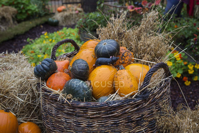 Basket with different pumpkins in garden — Stock Photo