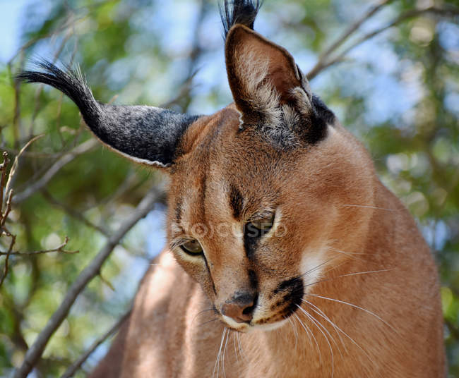 Closeup view of Portrait of a Caracal, Limpopo, South Africa — Stock Photo