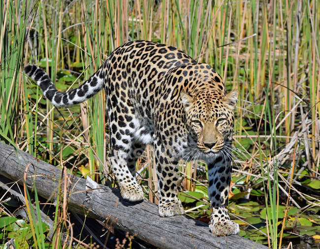 Живописный вид на Леопарда, идущего вдоль бревна в болоте, Национальный парк Чубе, Ботсвана — стоковое фото