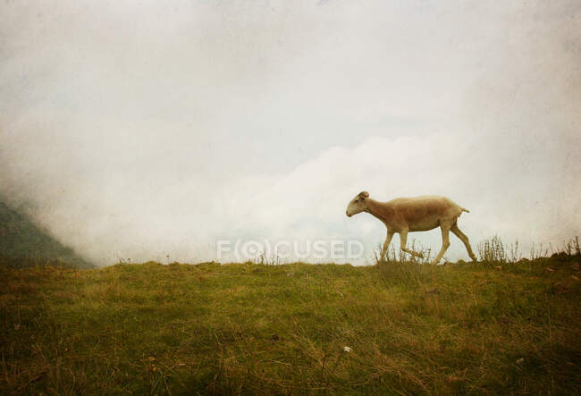 Veduta panoramica delle pecore camminando in montagna, Spagna — Foto stock