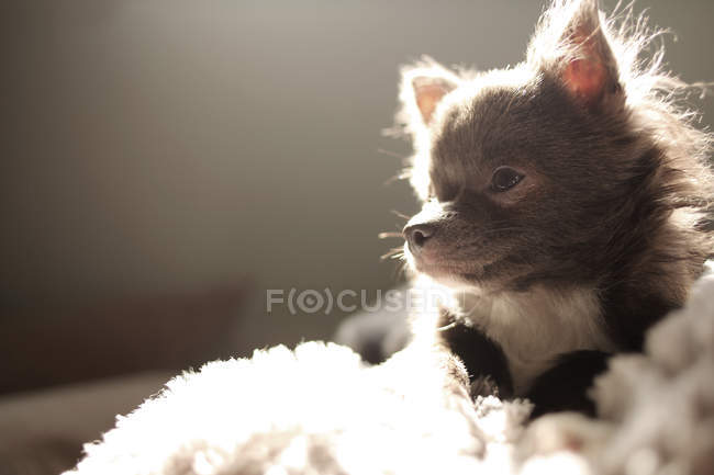 Vista da vicino del cane Chihuahua sdraiato sul divano alla luce del sole — Foto stock
