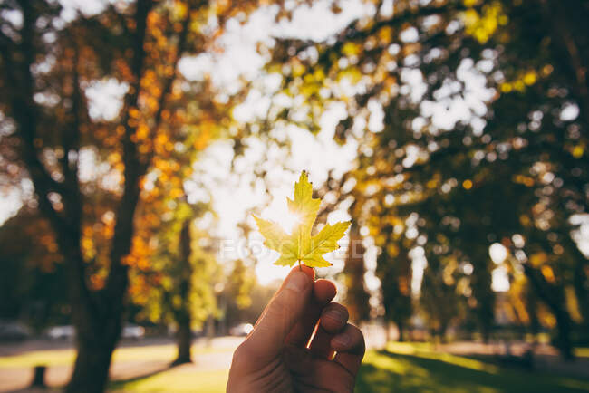 Man's hand holding an autumn leaf — Stock Photo
