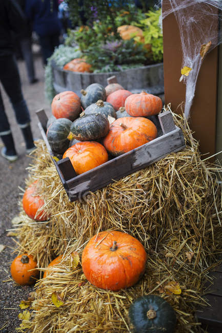 Closeup view of Pumpkins on hay bales — Stock Photo