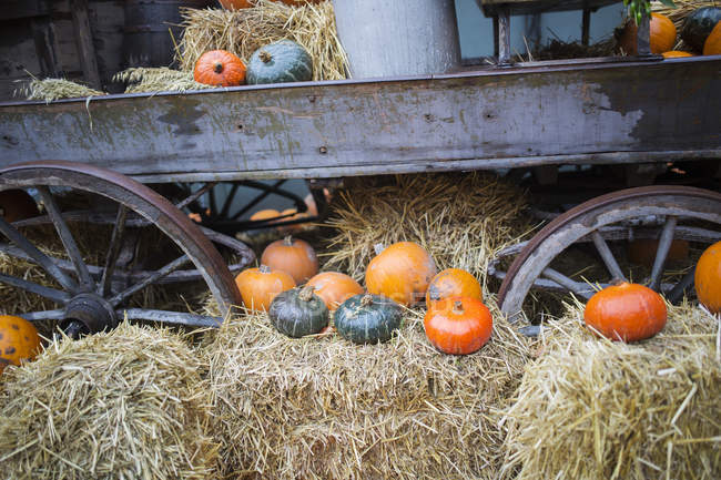 Closeup view of Decorative pumpkins for Halloween — Stock Photo