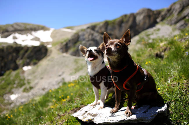 Dos perros Chihuahua sentados en una roca, Suiza - foto de stock
