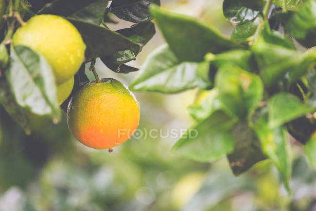 Gros plan sur les oranges poussant sur les arbres sous la pluie — Photo de stock