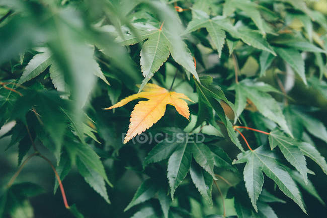 Hoja amarilla japonesa del árbol de arce entre hojas verdes. - foto de stock