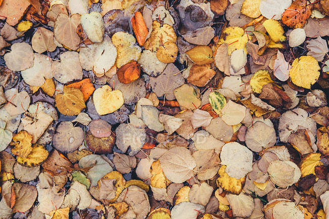 Autumn leaves on ground in the forest — Stock Photo