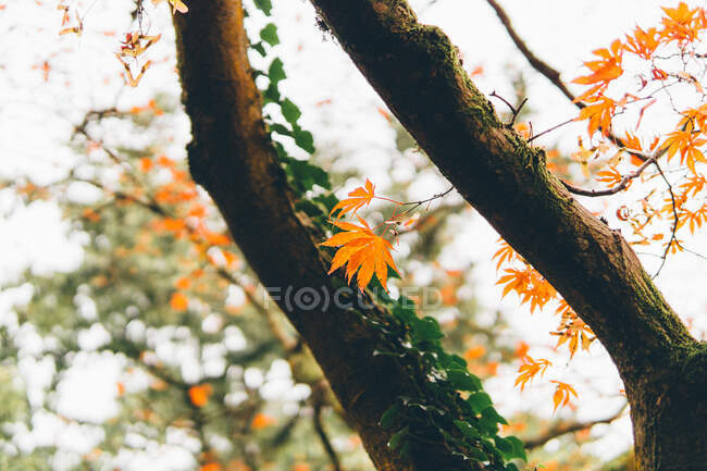 Primer plano de las hojas de otoño en el arce japonés - foto de stock