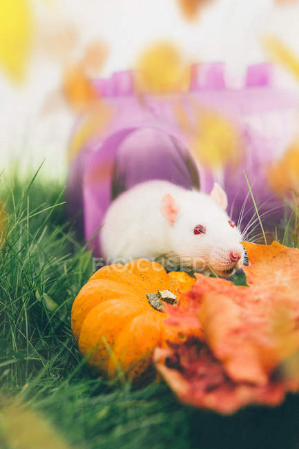 Ratto domestico con zucca e foglie autunnali — Foto stock