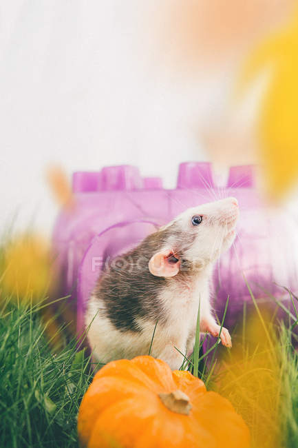 Крыса с тыквой и осенними листьями — стоковое фото