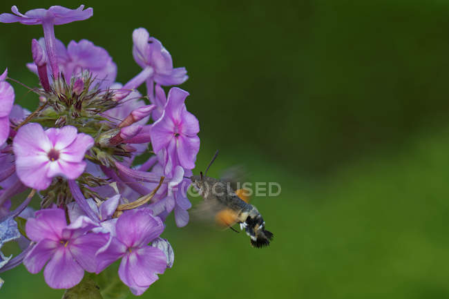Пчела приземляется на цветок на размытом фоне — стоковое фото