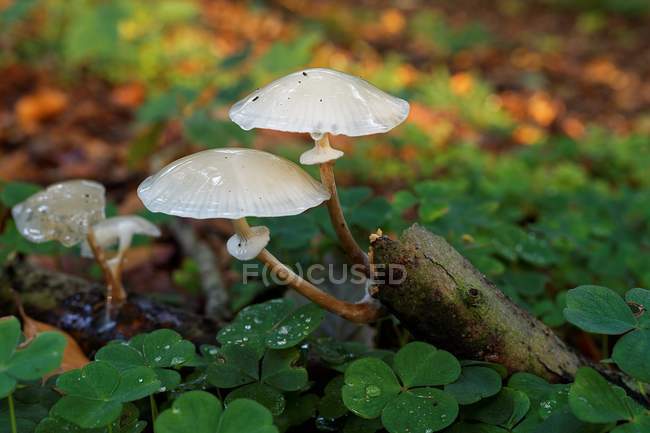 Closeup view of Mushrooms growing in forest, Ihlow, Germany — Stock Photo