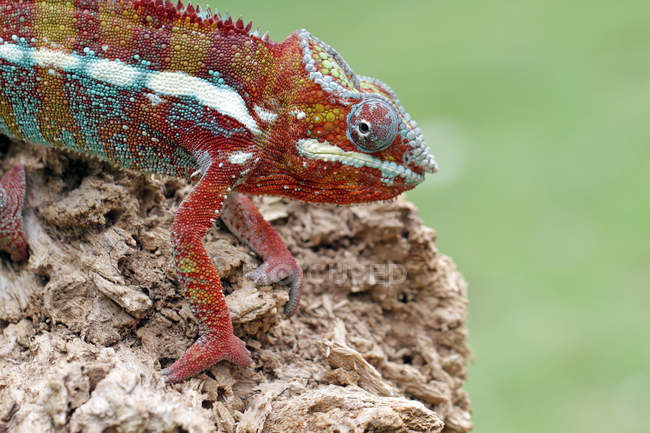 Chameleon sitting on a rock, selective focus — Stock Photo