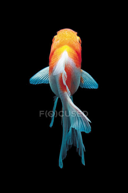 Goldfish portrait on dark bckground — Stock Photo