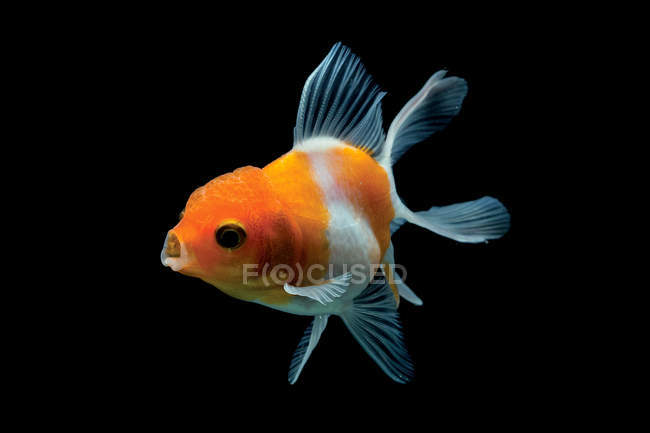 Closeup Goldfish portrait on black background — Stock Photo