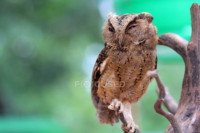 Baby owl sitting on a branch against blurred background — Stock Photo