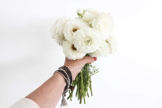Woman's hand holding a bouquet of white ranunculus flowers — Stock Photo