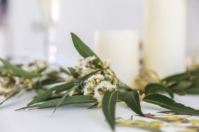 Gros plan sur les feuilles de gomme d'eucalyptus en fleur et les bougies — Photo de stock