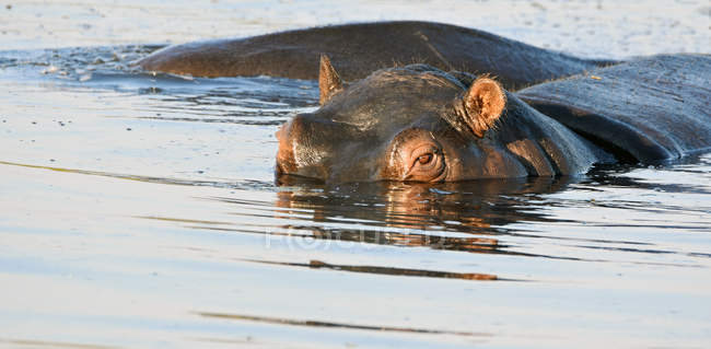 Nahaufnahme von Nilpferd in einem Fluss, Botswana — Stockfoto