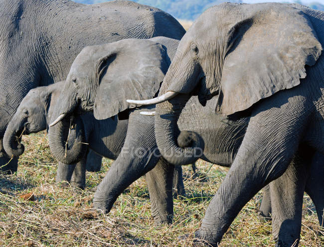 Herd of elephants grazing at wild life, Botswana — Stock Photo
