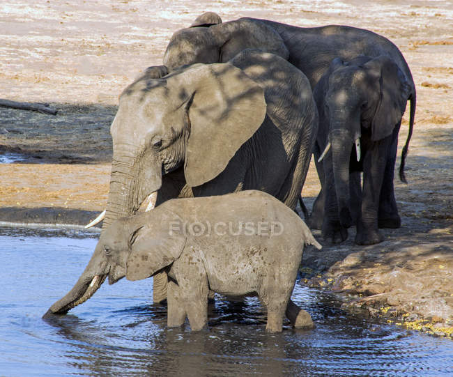 Três elefantes bebendo em um buraco de água, Botsuana — Fotografia de Stock