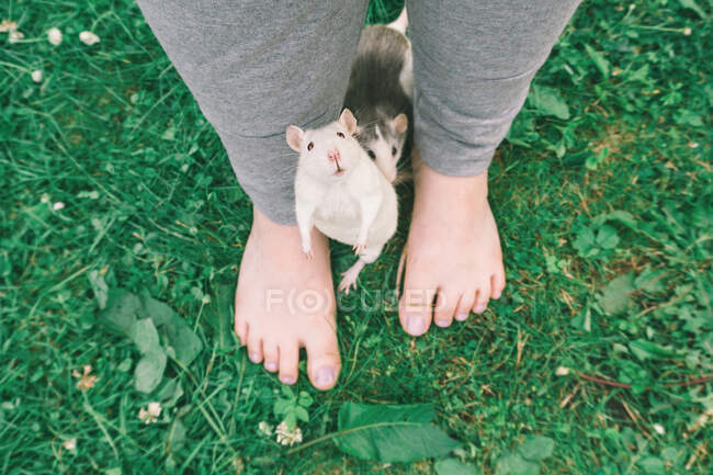 Двоє домашніх щурів біля жіночих ніг — стокове фото