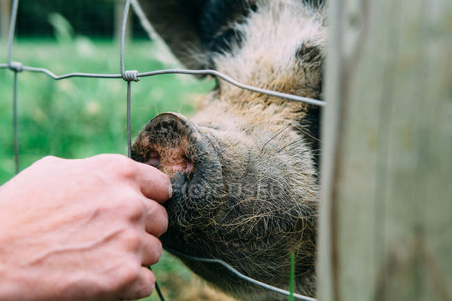 Mulher acariciando um porco através da cerca — Fotografia de Stock
