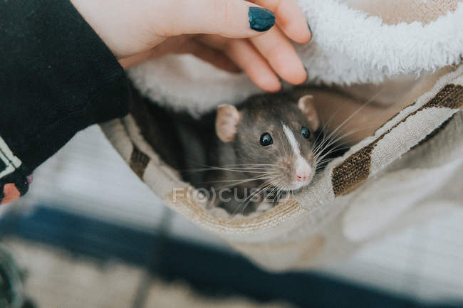 Mulher acariciando seu animal de estimação rato dumbo — Fotografia de Stock