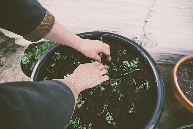 Frau pflanzt Möhren in Pflanzkübel — Stockfoto