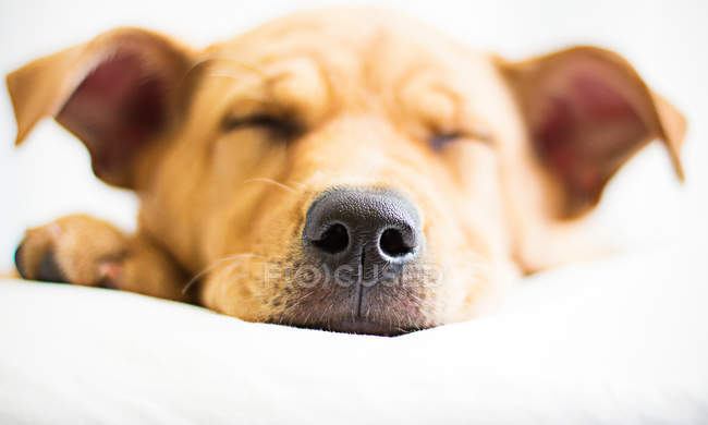 Vista de cerca de un perro labrabull dormido - foto de stock