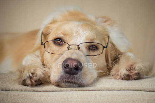Frontera Collie Lab mezcla perro usando gafas - foto de stock